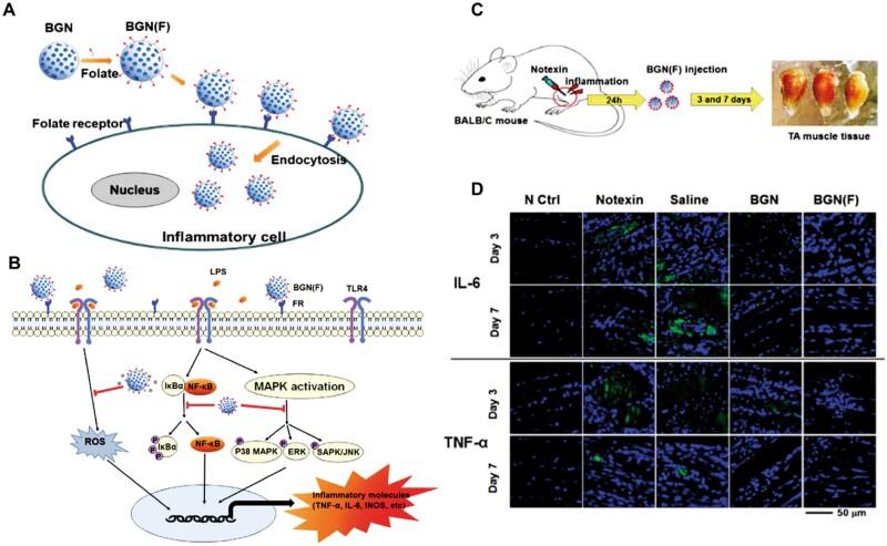 https://cdn.ncbi.nlm.nih.gov/pmc/blobs/e826/11422188/a0218cb03394/rbae110f12.jpg