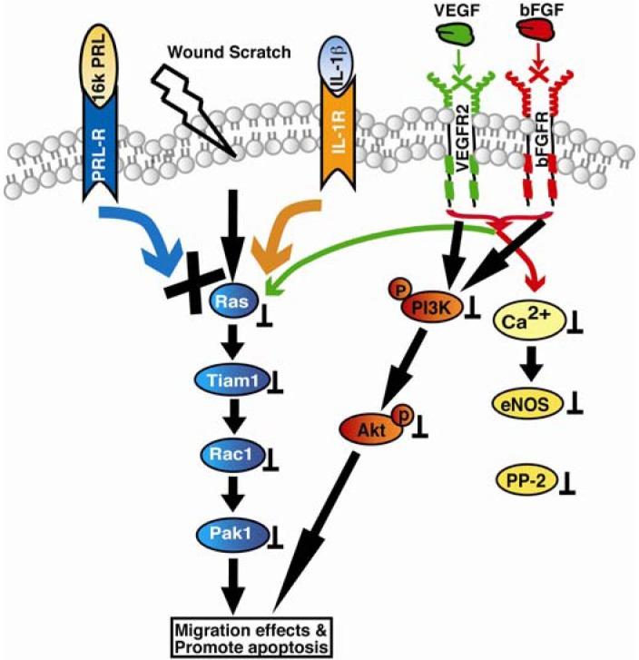 https://cdn.ncbi.nlm.nih.gov/pmc/blobs/e82a/4060101/da84a74b7696/pharmaceuticals-04-01551f3.jpg