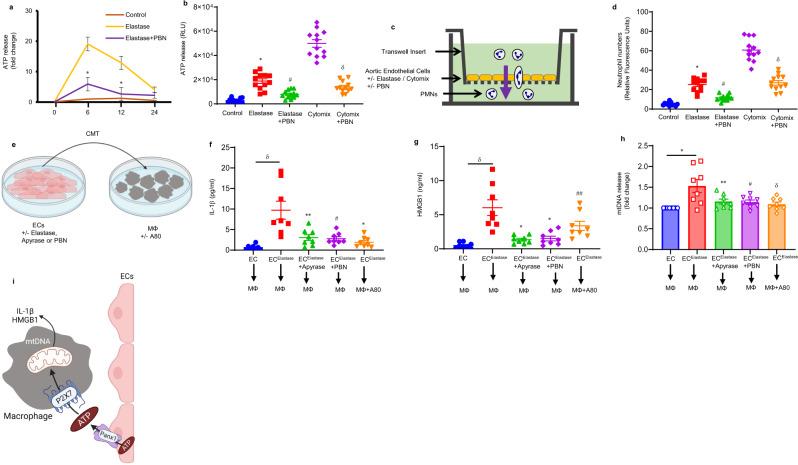 https://cdn.ncbi.nlm.nih.gov/pmc/blobs/e82b/8938517/179ebb36ffb2/41467_2022_29233_Fig5_HTML.jpg