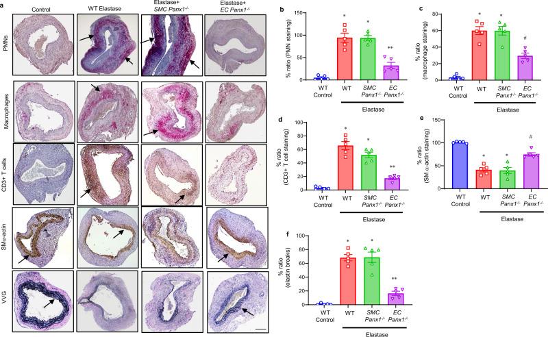 https://cdn.ncbi.nlm.nih.gov/pmc/blobs/e82b/8938517/9ca438e3fb41/41467_2022_29233_Fig2_HTML.jpg