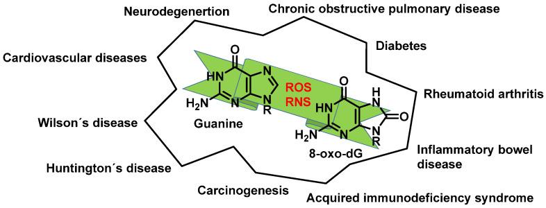 https://cdn.ncbi.nlm.nih.gov/pmc/blobs/e82e/10607741/0d66b4316add/ijms-24-15240-g013.jpg
