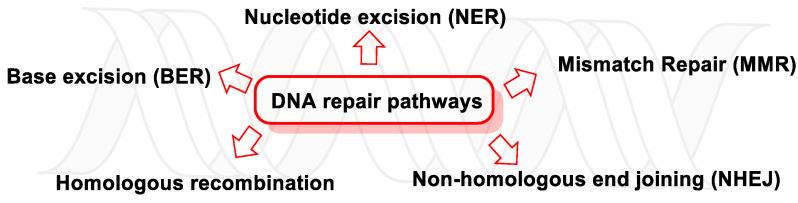 https://cdn.ncbi.nlm.nih.gov/pmc/blobs/e82e/10607741/2eab3fe4d666/ijms-24-15240-g049.jpg
