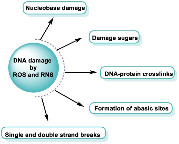 https://cdn.ncbi.nlm.nih.gov/pmc/blobs/e82e/10607741/e4cc4ace1577/ijms-24-15240-g012.jpg