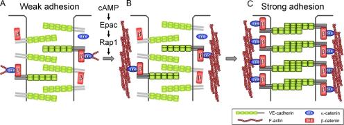 https://cdn.ncbi.nlm.nih.gov/pmc/blobs/e836/2820423/7f85ffe4ee34/zmk0041093530008.jpg