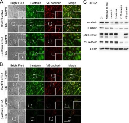 https://cdn.ncbi.nlm.nih.gov/pmc/blobs/e836/2820423/8899a7aee8a5/zmk0041093530005.jpg