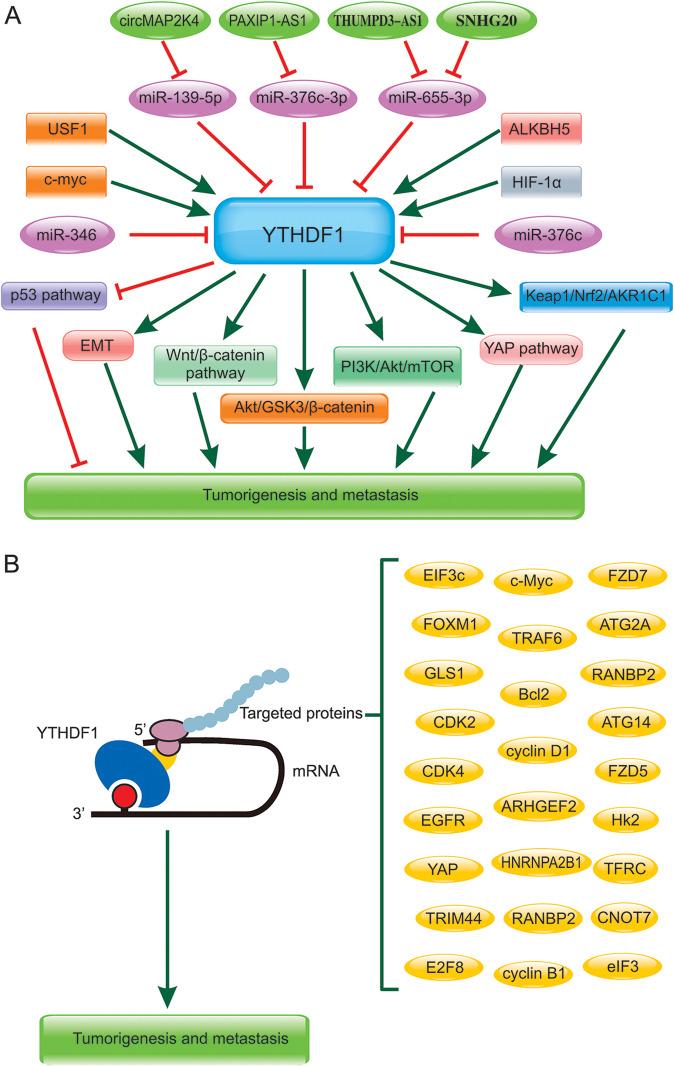 https://cdn.ncbi.nlm.nih.gov/pmc/blobs/e836/9883452/73e3ef697463/41420_2023_1321_Fig3_HTML.jpg