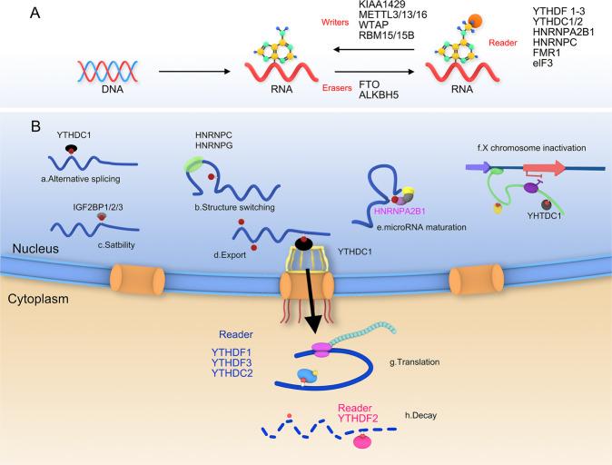 https://cdn.ncbi.nlm.nih.gov/pmc/blobs/e836/9883452/a4b8e4eef57b/41420_2023_1321_Fig1_HTML.jpg