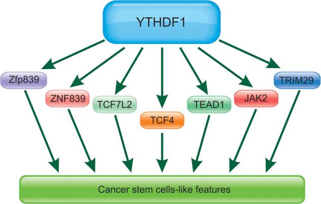 https://cdn.ncbi.nlm.nih.gov/pmc/blobs/e836/9883452/dcbec28fe3c5/41420_2023_1321_Fig4_HTML.jpg