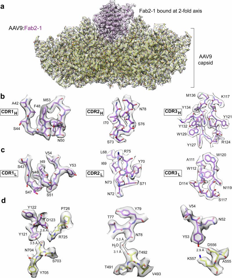 https://cdn.ncbi.nlm.nih.gov/pmc/blobs/e839/12009303/4af389c80a89/41467_2025_59088_Fig4_HTML.jpg