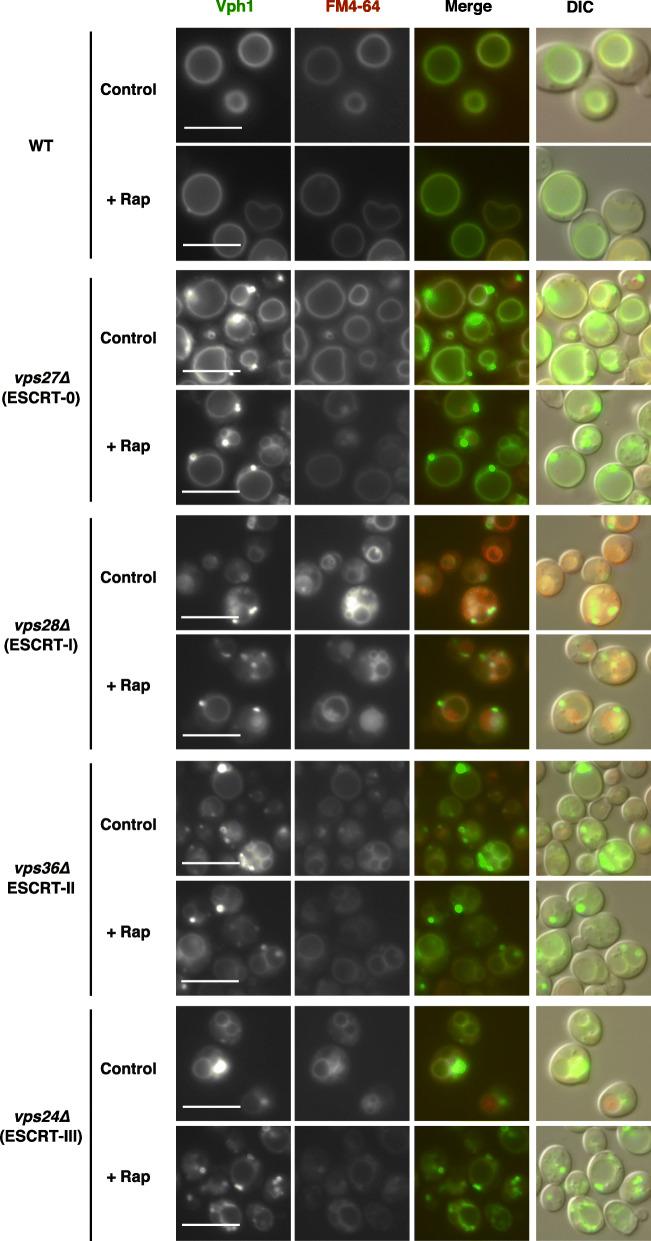 https://cdn.ncbi.nlm.nih.gov/pmc/blobs/e839/7542719/d728d134b00e/12860_2020_314_Fig1_HTML.jpg