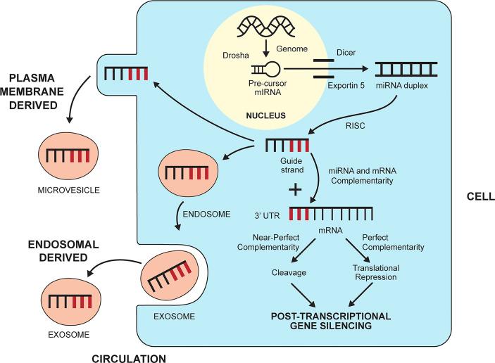 https://cdn.ncbi.nlm.nih.gov/pmc/blobs/e839/9281562/8925f2d195d4/fimmu-13-921765-g002.jpg