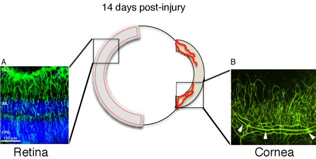 https://cdn.ncbi.nlm.nih.gov/pmc/blobs/e83c/3144731/7104efd80495/mv-v17-1901-f1.jpg
