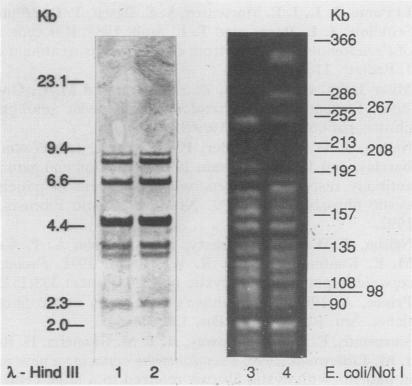 https://cdn.ncbi.nlm.nih.gov/pmc/blobs/e83d/266193/d45090bd2cbf/jcm00023-0195-a.jpg