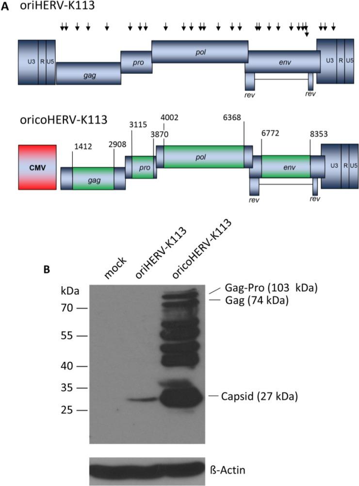 https://cdn.ncbi.nlm.nih.gov/pmc/blobs/e83f/4246225/1a7297971001/viruses-06-04332-g001.jpg