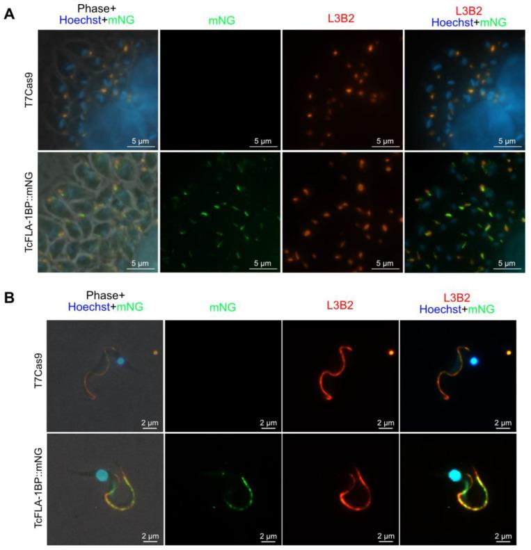 https://cdn.ncbi.nlm.nih.gov/pmc/blobs/e843/10675206/0f042a34b929/pathogens-12-01367-g004.jpg