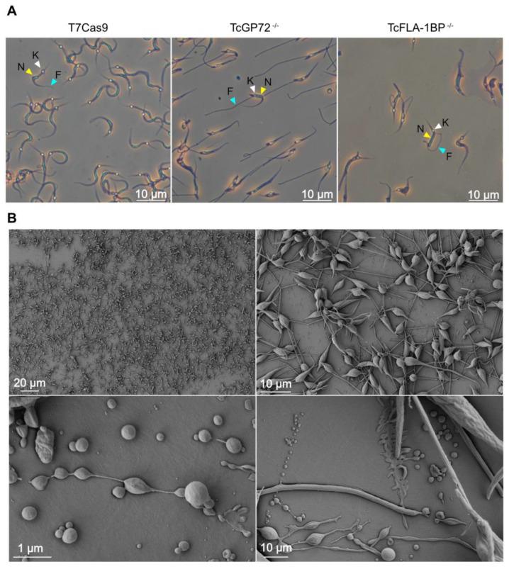 https://cdn.ncbi.nlm.nih.gov/pmc/blobs/e843/10675206/115790e3ab3b/pathogens-12-01367-g009.jpg