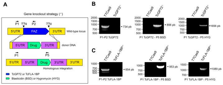 https://cdn.ncbi.nlm.nih.gov/pmc/blobs/e843/10675206/1a77116932b4/pathogens-12-01367-g005.jpg