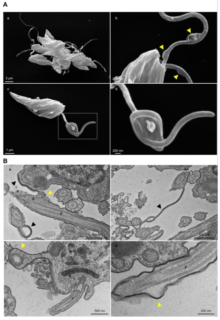 https://cdn.ncbi.nlm.nih.gov/pmc/blobs/e843/10675206/25c2105eb7e4/pathogens-12-01367-g007.jpg
