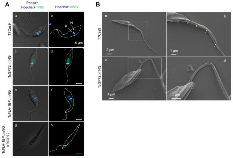 https://cdn.ncbi.nlm.nih.gov/pmc/blobs/e843/10675206/2fc60279efc6/pathogens-12-01367-g003.jpg