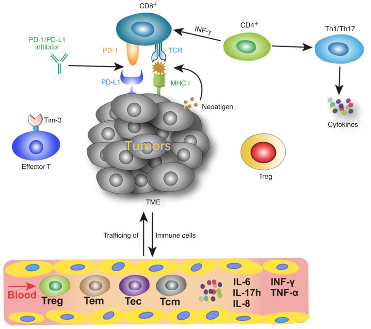 https://cdn.ncbi.nlm.nih.gov/pmc/blobs/e843/7751340/562c9041b162/ol-21-02-12350-g00.jpg