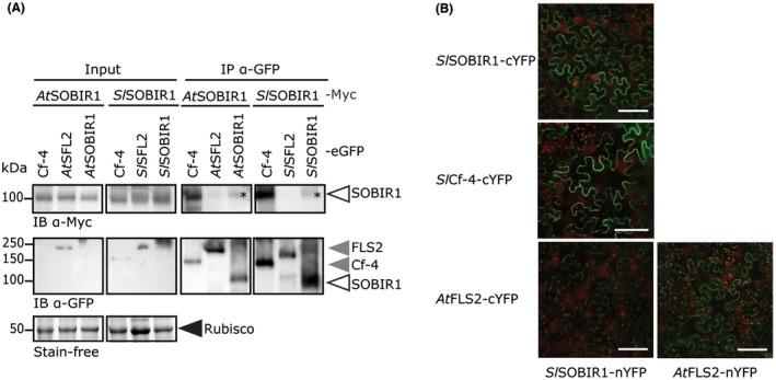 https://cdn.ncbi.nlm.nih.gov/pmc/blobs/e844/6637861/476aa7ab7bb9/MPP-20-410-g002.jpg