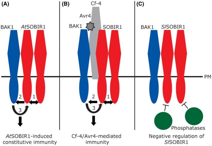 https://cdn.ncbi.nlm.nih.gov/pmc/blobs/e844/6637861/c6172b52b6c9/MPP-20-410-g005.jpg