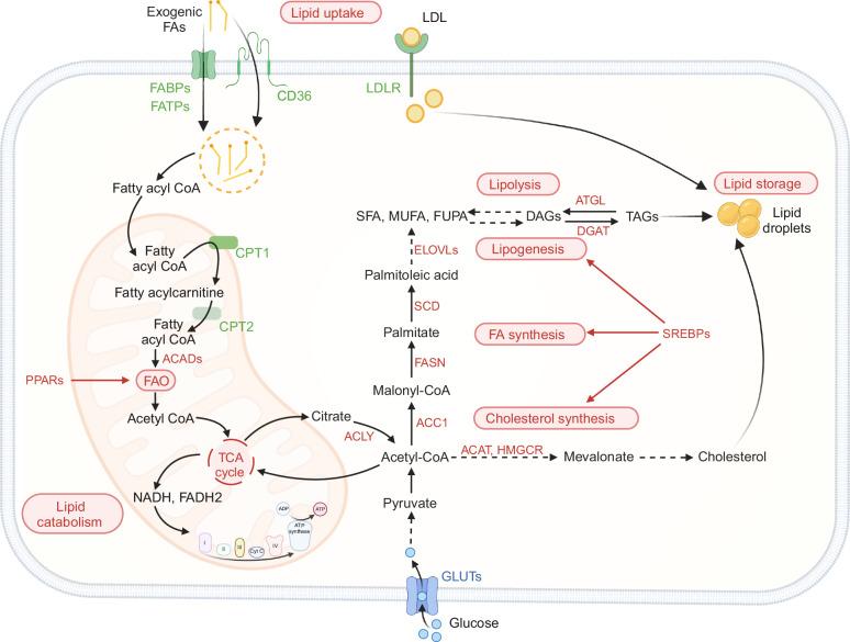 https://cdn.ncbi.nlm.nih.gov/pmc/blobs/e847/11527989/761bc79e3fcf/41423_2024_1224_Fig1_HTML.jpg