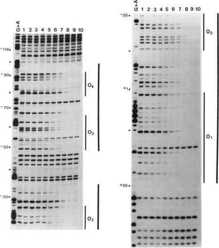 https://cdn.ncbi.nlm.nih.gov/pmc/blobs/e853/205607/a0e04835bdb5/jbacter00031-0275-a.jpg