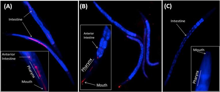 https://cdn.ncbi.nlm.nih.gov/pmc/blobs/e853/8105877/be964950718c/gr6.jpg