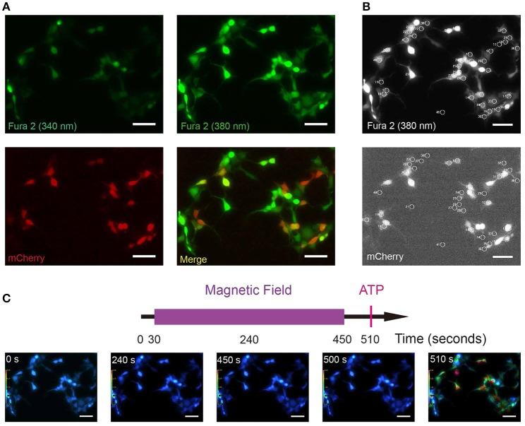 https://cdn.ncbi.nlm.nih.gov/pmc/blobs/e856/5352684/1da5a269299a/fncir-11-00011-g0004.jpg