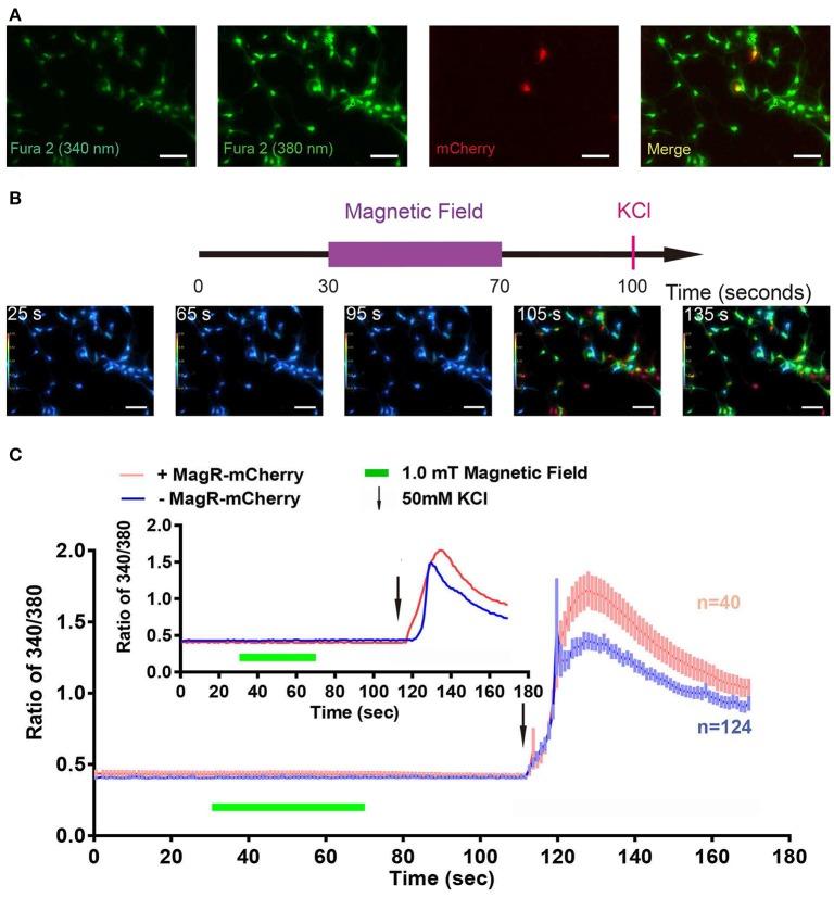 https://cdn.ncbi.nlm.nih.gov/pmc/blobs/e856/5352684/4689620f1e7b/fncir-11-00011-g0007.jpg