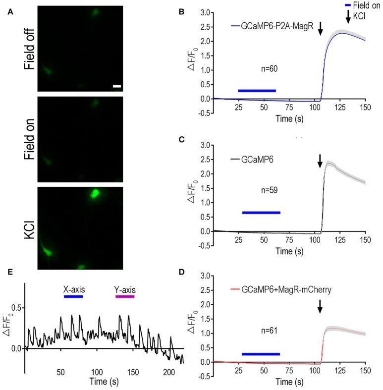 https://cdn.ncbi.nlm.nih.gov/pmc/blobs/e856/5352684/692b0a5e4468/fncir-11-00011-g0002.jpg