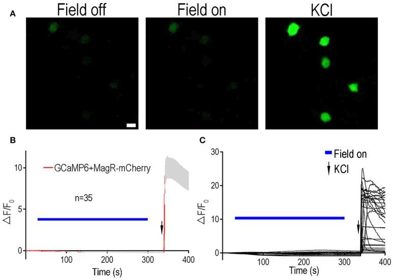 https://cdn.ncbi.nlm.nih.gov/pmc/blobs/e856/5352684/b37e54caadbe/fncir-11-00011-g0003.jpg