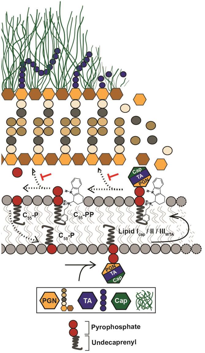 https://cdn.ncbi.nlm.nih.gov/pmc/blobs/e858/8617507/6079aa820268/pnas.202108244fig05.jpg
