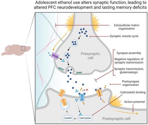 https://cdn.ncbi.nlm.nih.gov/pmc/blobs/e85d/10020663/c2e99757f508/fnmol-16-1082104-g006.jpg