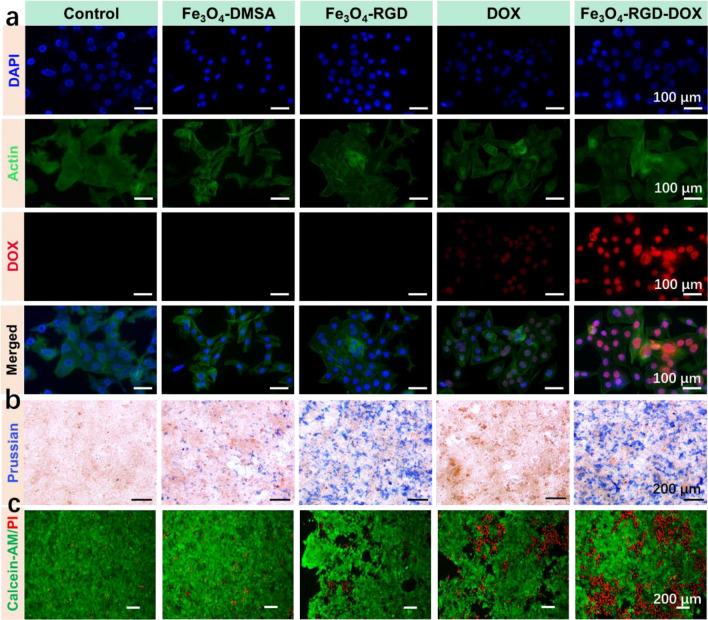 https://cdn.ncbi.nlm.nih.gov/pmc/blobs/e85e/11082189/8cc70c46ae8e/41598_2024_59525_Fig5_HTML.jpg