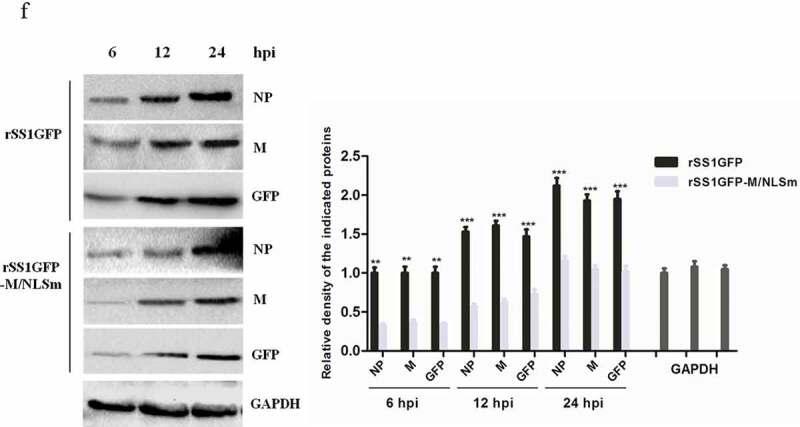 https://cdn.ncbi.nlm.nih.gov/pmc/blobs/e861/7549962/a360c58887e8/KVIR_A_1770482_F0001c_OC.jpg