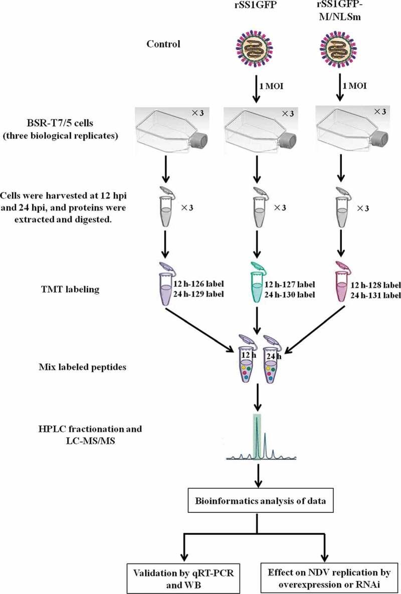 https://cdn.ncbi.nlm.nih.gov/pmc/blobs/e861/7549962/b775f0b67132/KVIR_A_1770482_F0002_OC.jpg