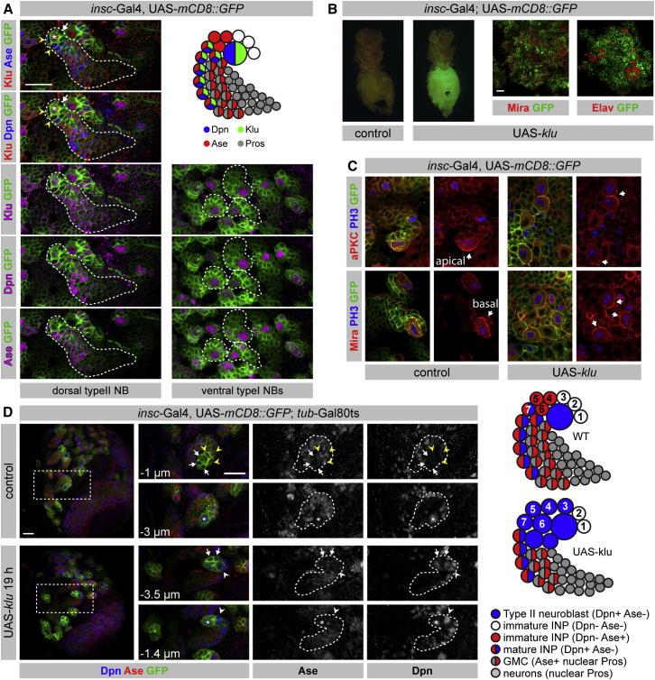 https://cdn.ncbi.nlm.nih.gov/pmc/blobs/e863/3828055/58167753746a/gr5.jpg
