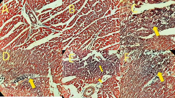 https://cdn.ncbi.nlm.nih.gov/pmc/blobs/e866/12350853/446dfc3cca3a/11671_2025_4334_Fig10_HTML.jpg