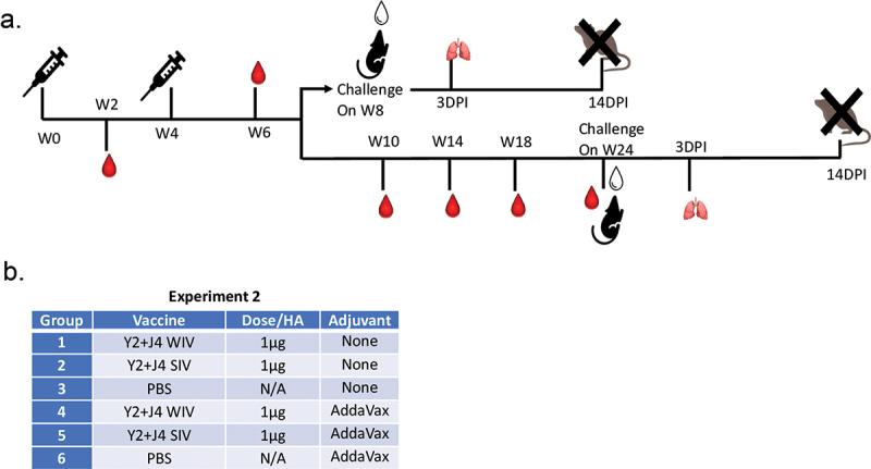 https://cdn.ncbi.nlm.nih.gov/pmc/blobs/e867/11152115/3756bdf8a42f/KHVI_A_2356269_F0002_OC.jpg