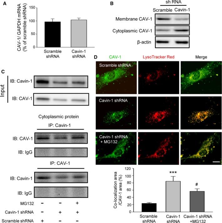 https://cdn.ncbi.nlm.nih.gov/pmc/blobs/e868/5586430/00c4910915c2/JAH3-6-e005754-g007.jpg