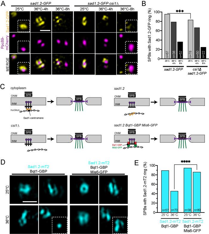 https://cdn.ncbi.nlm.nih.gov/pmc/blobs/e868/8351742/785c85572770/mbc-32-1487-g004.jpg