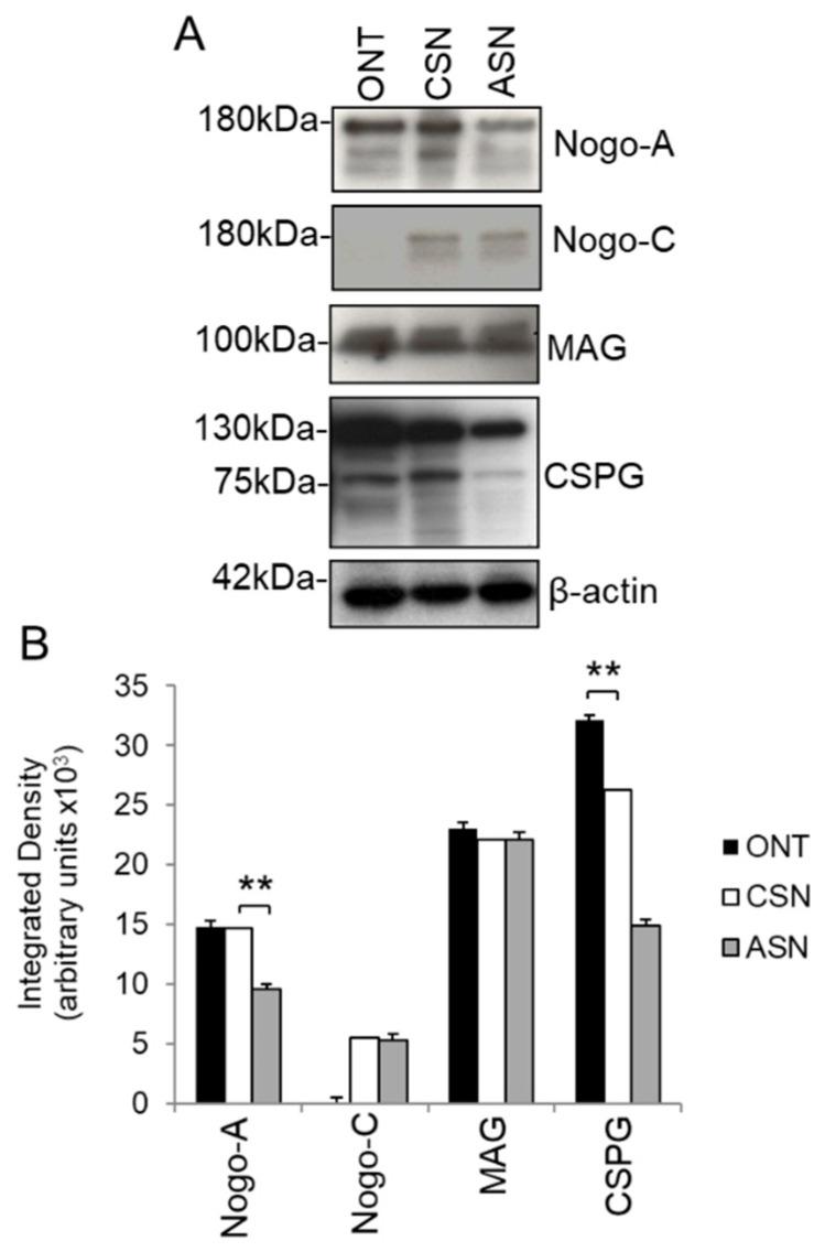 https://cdn.ncbi.nlm.nih.gov/pmc/blobs/e869/7349876/5fe25383cd0b/cells-09-01335-g005.jpg