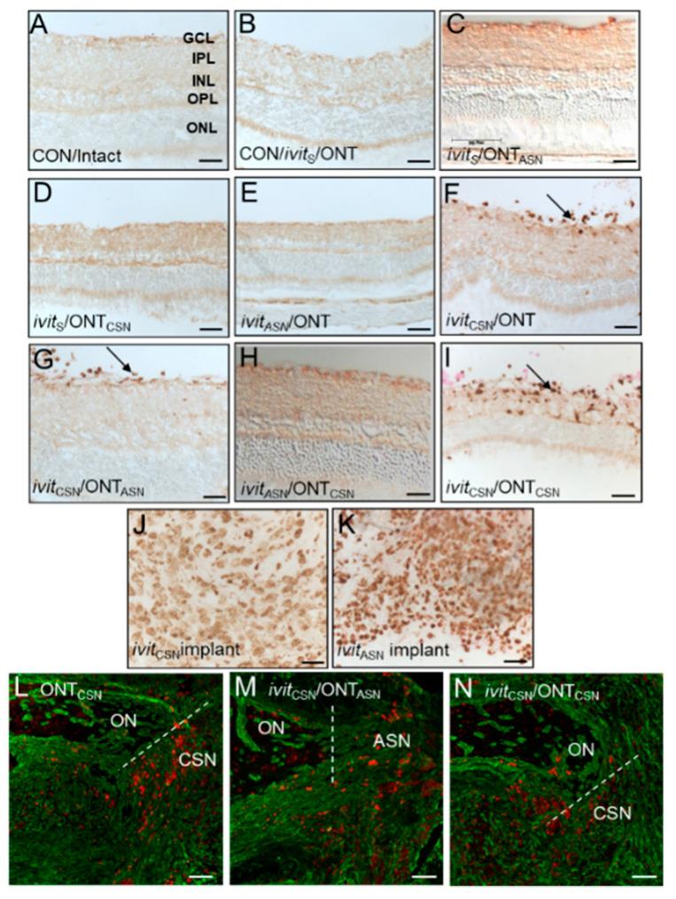 https://cdn.ncbi.nlm.nih.gov/pmc/blobs/e869/7349876/dc2e26e81319/cells-09-01335-g004.jpg