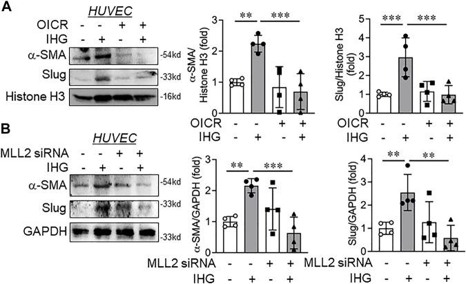 https://cdn.ncbi.nlm.nih.gov/pmc/blobs/e86a/8982561/2a6d0dc6e743/fcell-10-839109-g006.jpg