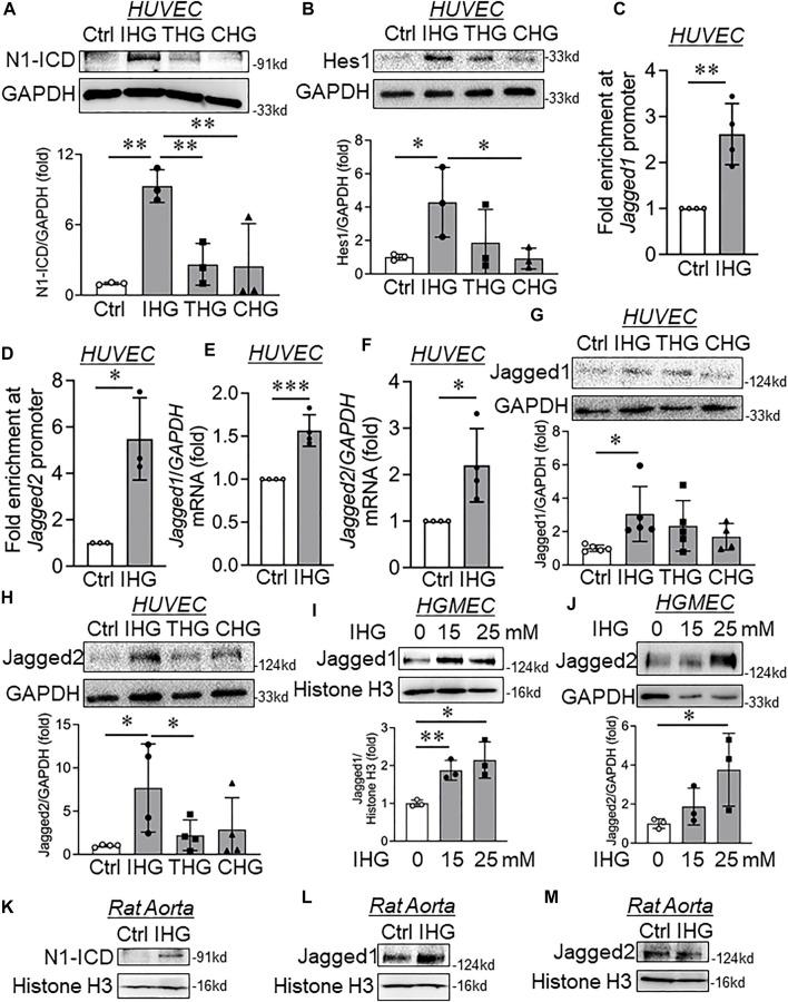 https://cdn.ncbi.nlm.nih.gov/pmc/blobs/e86a/8982561/6130aa51f716/fcell-10-839109-g003.jpg