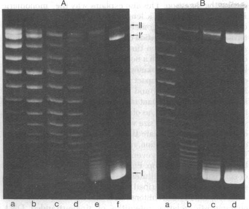 https://cdn.ncbi.nlm.nih.gov/pmc/blobs/e86e/383809/6d932a5f4763/pnas00007-0251-a.jpg