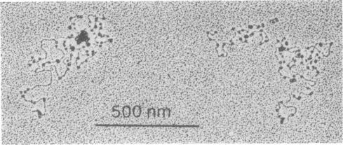 https://cdn.ncbi.nlm.nih.gov/pmc/blobs/e86e/383809/7396b313a91b/pnas00007-0252-e.jpg