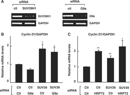 https://cdn.ncbi.nlm.nih.gov/pmc/blobs/e86f/2811029/5e2875c7b494/gkp991f5.jpg